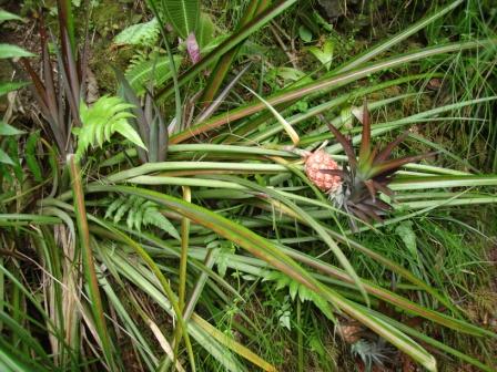 Pineapple plant Hawaii